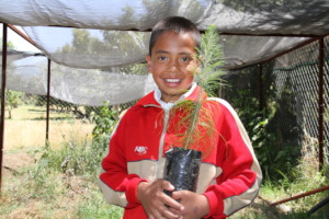 Child from El Santisimo with pine tree for nursery