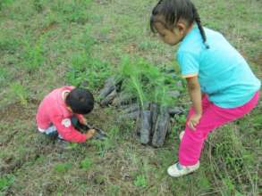 Kids removing pine trees from bags to plant