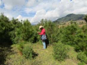Man in the reforestations in C. Morales community
