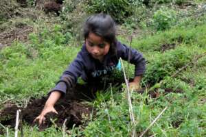 Little girl planting a pine tree