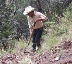Reforestation leader digs to plant seedling