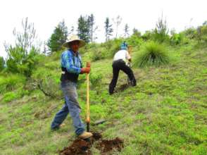 Campesino digging to begin planting trees