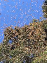 Overwintering monarchs on February 6, 2019