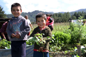 Boys happily planting seedlings