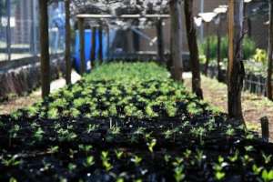 Community nursery ready for 2020 reforestation