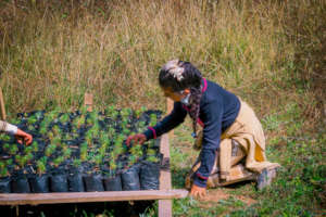 Pine trees for planting at the C.Morales community