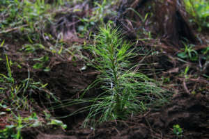 Pine planted in C.Morales indigenous community