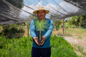Campesino holding a seedling