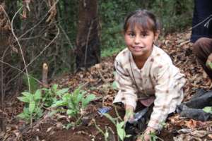 Girl plants pine in C.Morales Indigenous Community