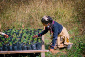 Tree Nursery in Carpinteros Community