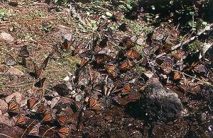 Monarchs drinking water from a stream