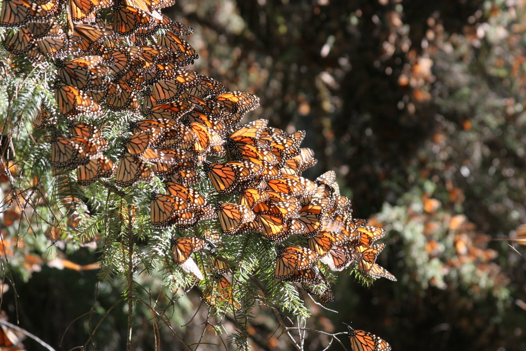 Monarch butterflies sunning on oyamel fir tree