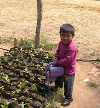 Delfino watering seedlings for the tree nursery