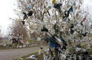 Plastic bag in a thorn tree