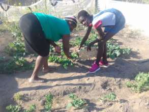 Food gardens do produce despite the poor soil
