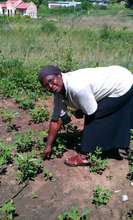 Rosemary Nkhwashu inspects the garden
