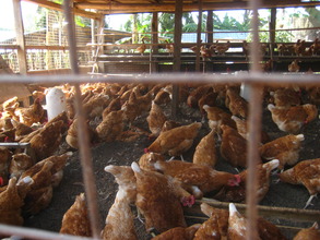 Eggs Laying Chickens in the School Chicken House