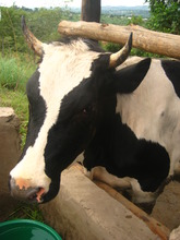 Suubi - Our beautiful Milking Cow