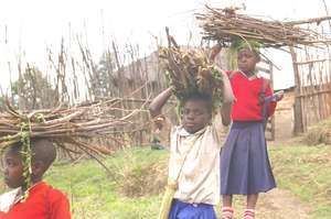 To collect firewood instead being in the class