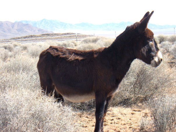 Journey's End Ranch Sanctuary Hay Funds Drive