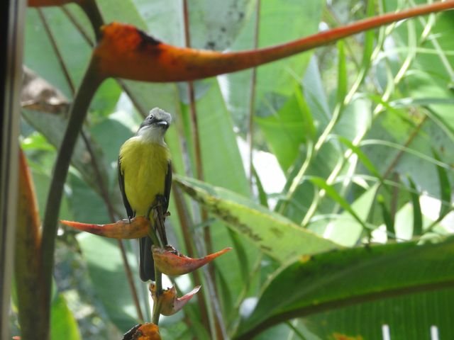 Social Flycatcher in a Heliconia.