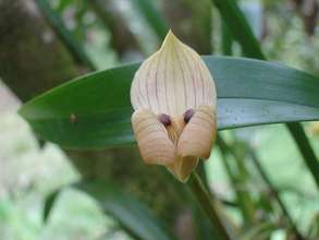 Orchid found at one of the landowners properties