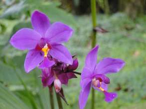 Beautiful orchid in the Guatuso area