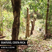 Cleared forest in Guatuso, Costa Rica