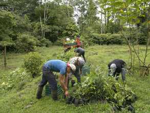 Packing trees in the nursery into plastic boxes