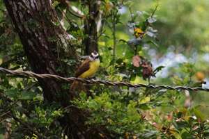 The Great Kiskadee, a big flycatcher in Costa Rica