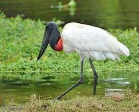 Aquatic birds at Tenorio Natl. Park, near Katira