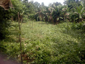 Reforested area after maintenance