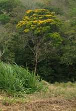 The Barbachele tree, native to Guatuso area