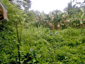 Photo of reforested area before maintenance