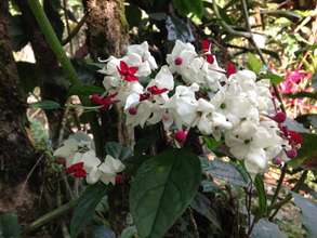 Bleeding Hearts at La Reserva