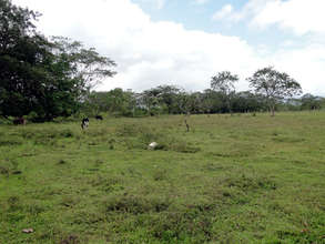 Jeffrey's land - will plant around the edge