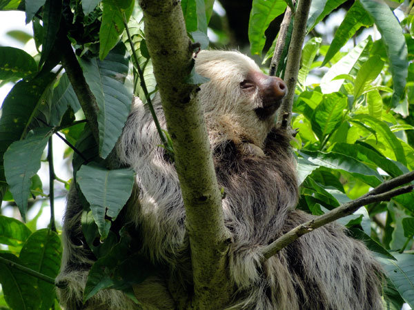 Restoring Forests in Guatuso, Alajuela, Costa Rica