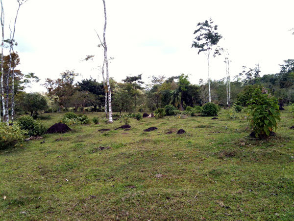 Restoring Forests in Guatuso, Alajuela, Costa Rica