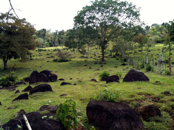 Restoring Forests in Guatuso, Alajuela, Costa Rica