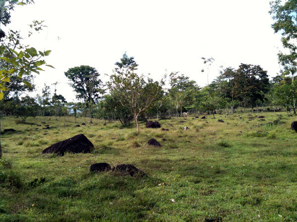 Restoring Forests in Guatuso, Alajuela, Costa Rica