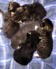 Newborn litter