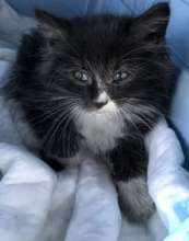 This little guy was found in a wheel well!