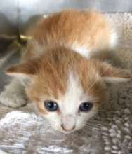 Bottle babies rescued from euthanasia list.