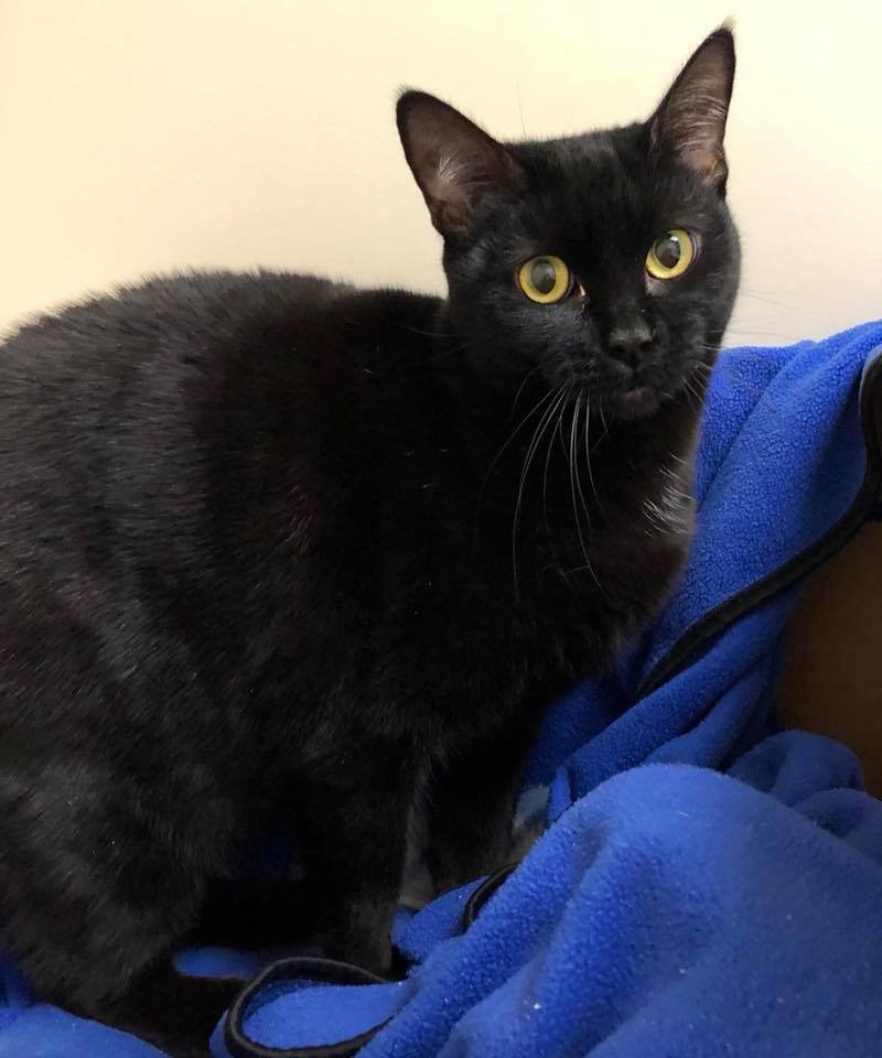 Mulan, rescued from hoarding case.