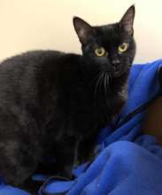 Mulan, rescued from hoarding case.