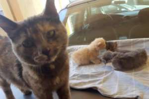 Adorable family just rescued from Mexico.