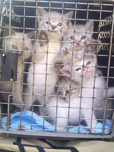 More of Dawn's babies!