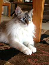 Cassiopeia, 8 months after Adoption