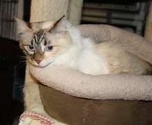 Cassiopeia awaiting adoption in Foster Care