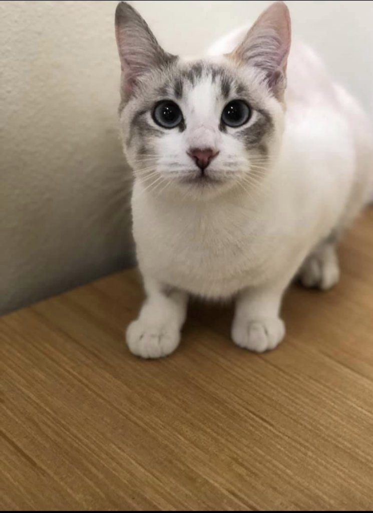 Homes for Paws: Loving homes for homeless cats